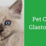 Pet Clinic Glastonbury